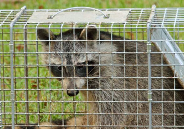 Animal Removal & Pests Control