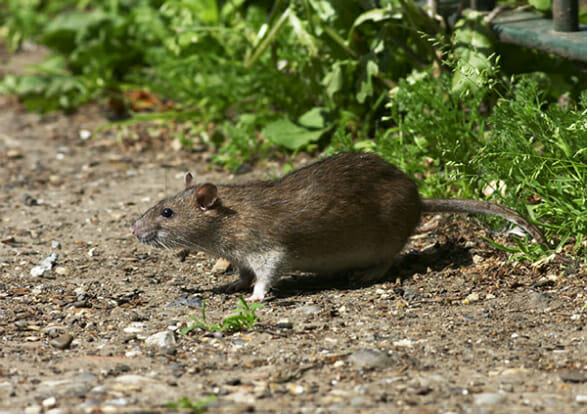 Inspection & Trapping