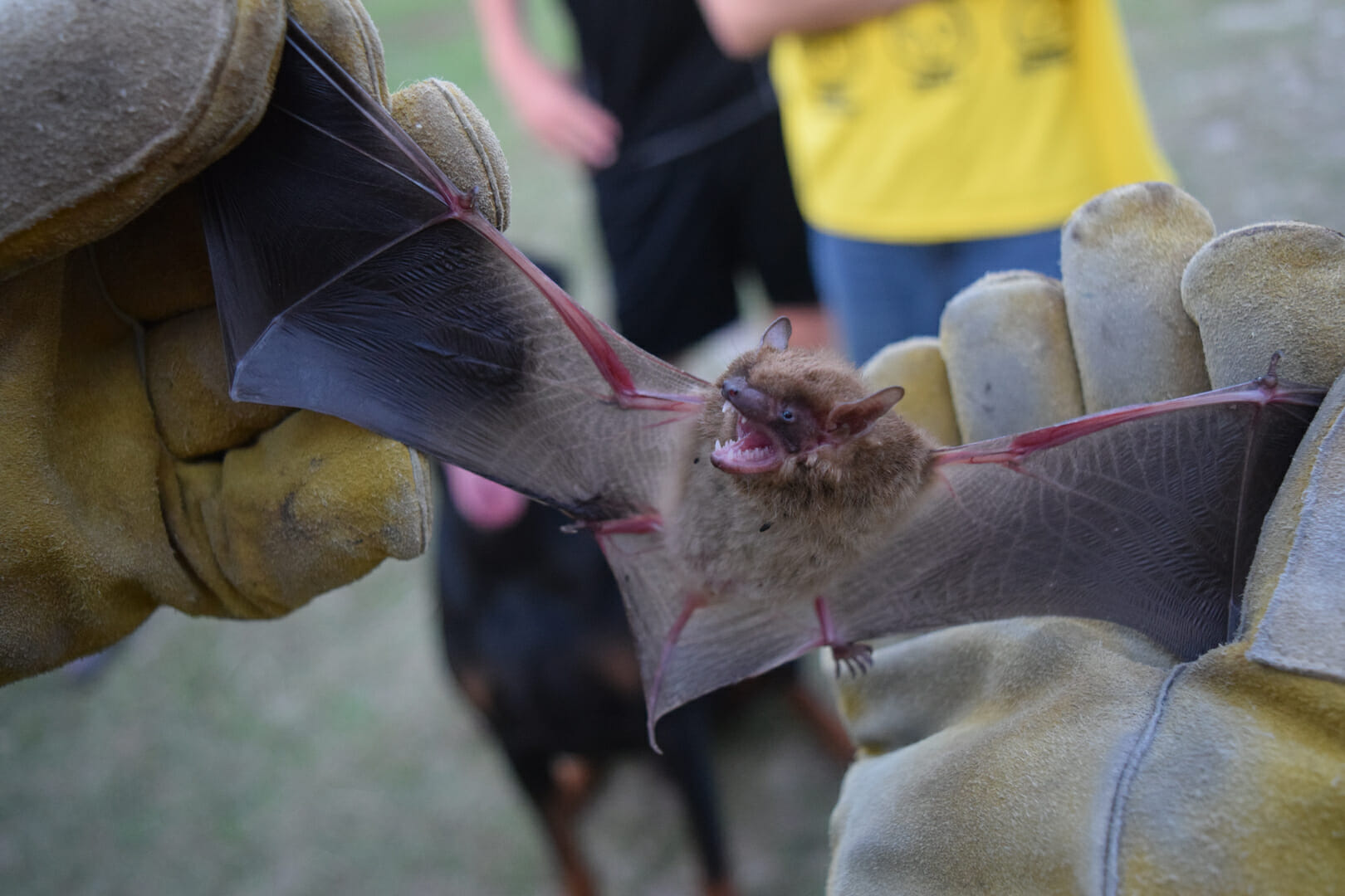 Bat removal Atlanta