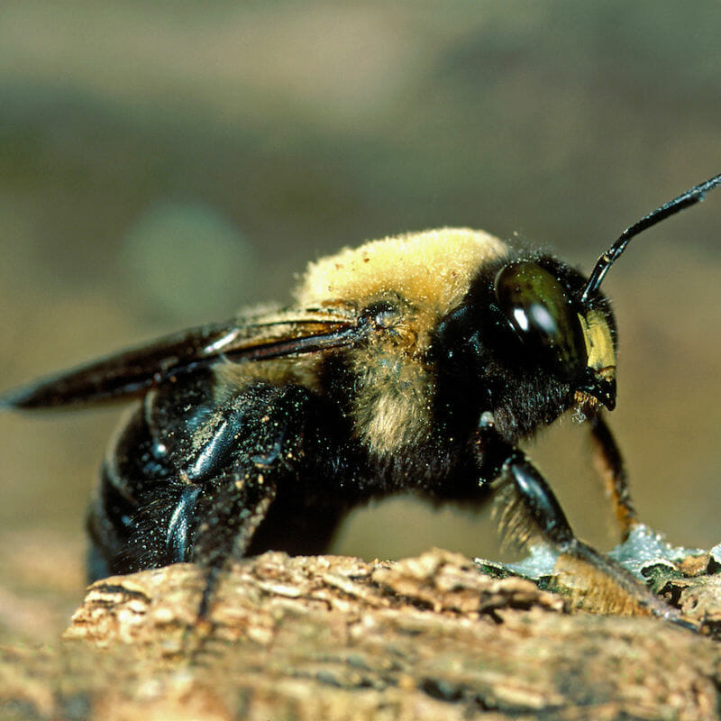 Carpenter Bees