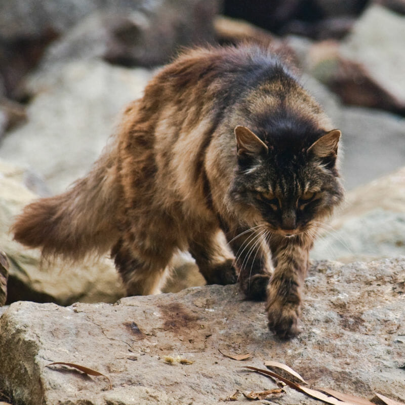 Feral Cat Removal