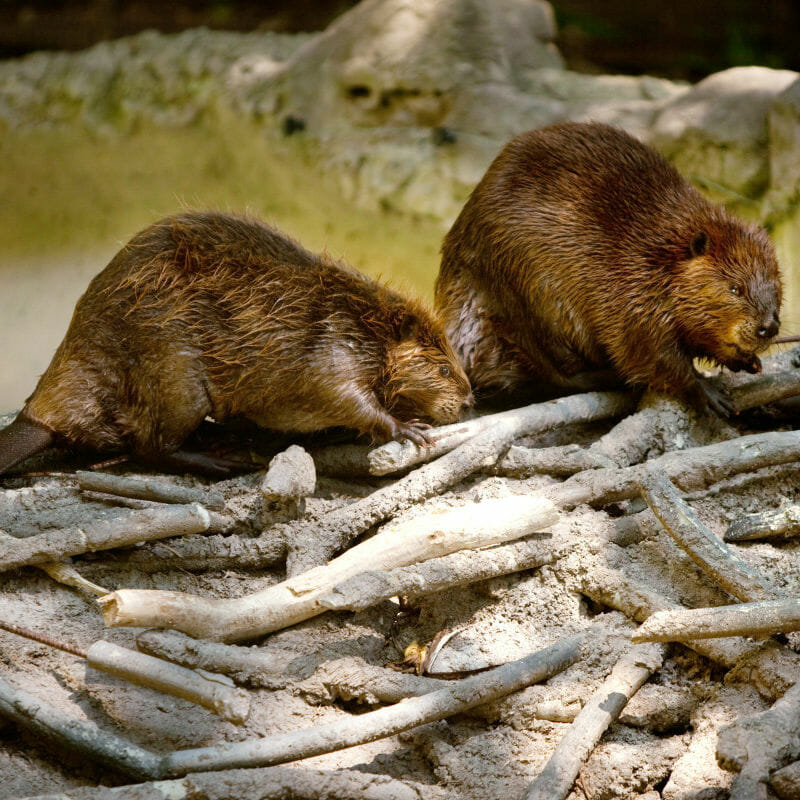 Beavers