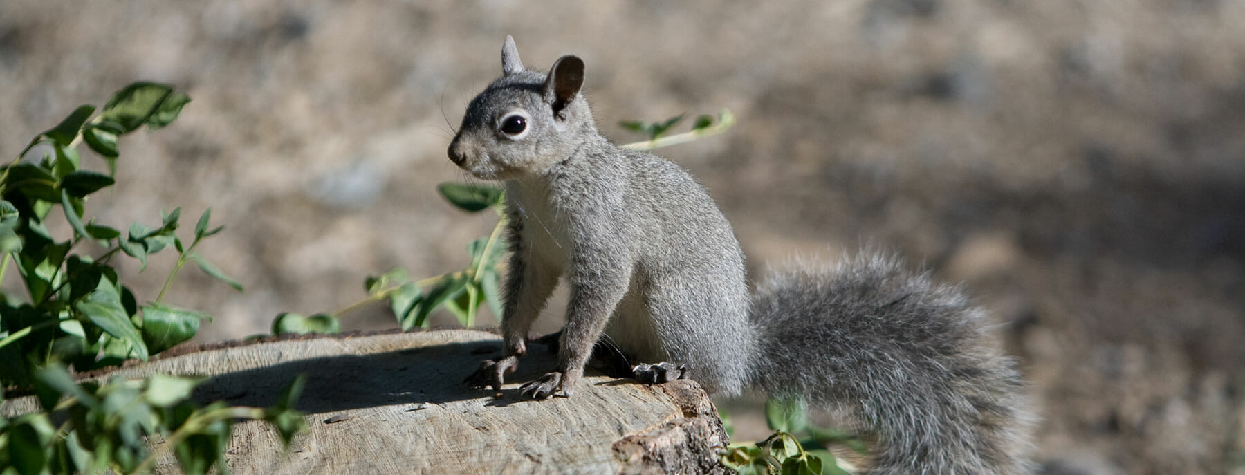 Squirrel Removal Atlanta